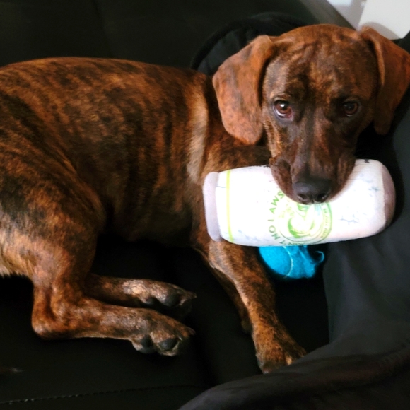 Meet your Posher, Brie! - Picture 3 of 9